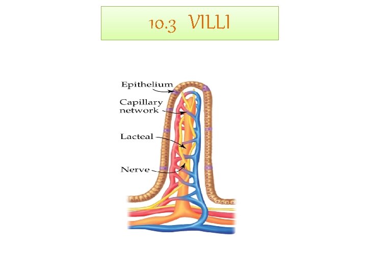 10. 3 VILLI 