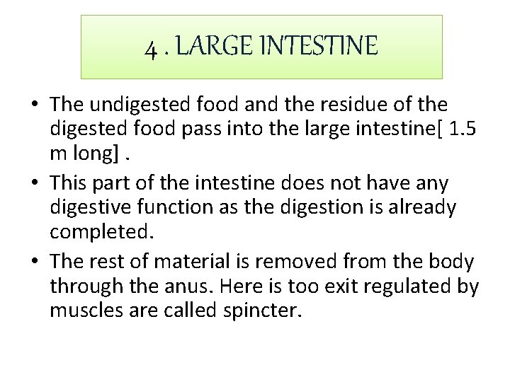 4. LARGE INTESTINE • The undigested food and the residue of the digested food