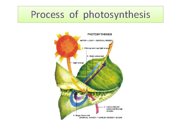 Process of photosynthesis 
