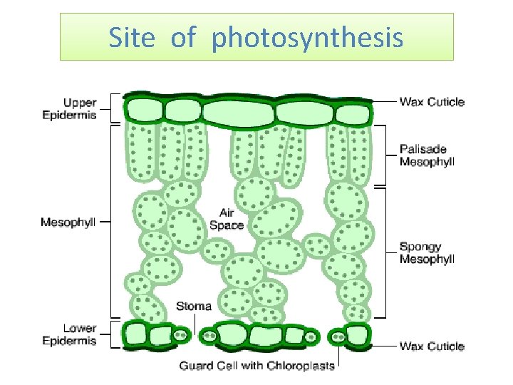 Site of photosynthesis 