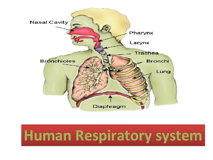 Human Respiratory system 