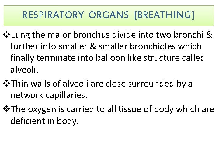 RESPIRATORY ORGANS [BREATHING] v. Lung the major bronchus divide into two bronchi & further