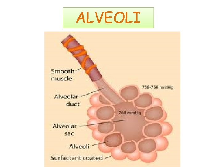 ALVEOLI 