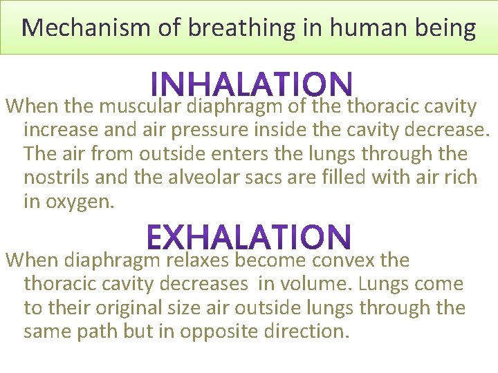 Mechanism of breathing in human being When the muscular diaphragm of the thoracic cavity