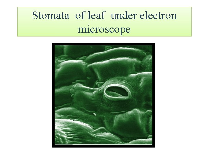 Stomata of leaf under electron microscope 