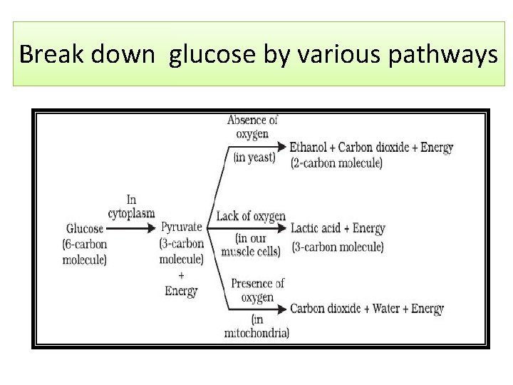 Break down glucose by various pathways 