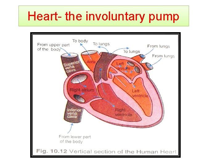 Heart- the involuntary pump 