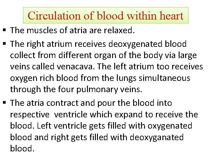 Circulation of blood within heart § The muscles of atria are relaxed. § The