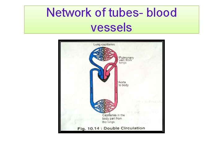 Network of tubes- blood vessels 
