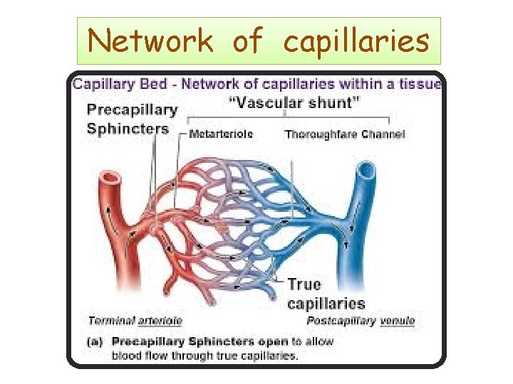 Network of capillaries 