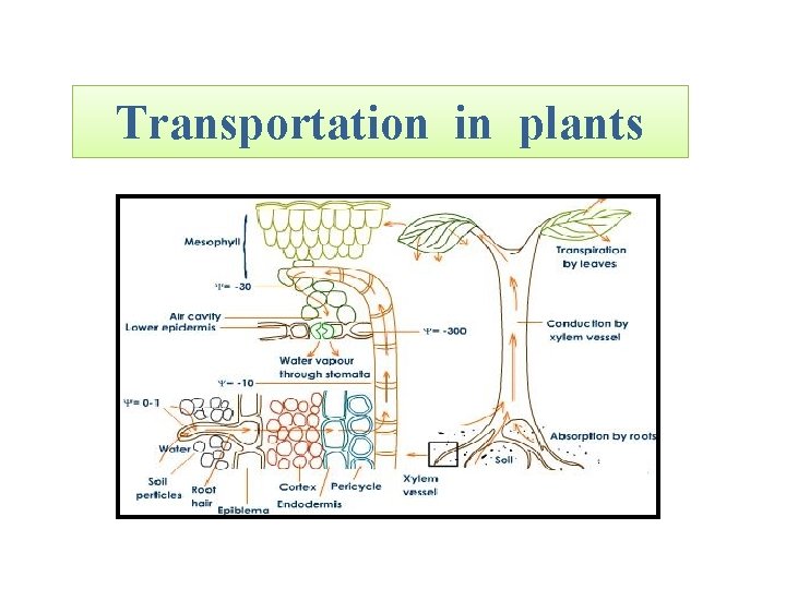 Transportation in plants 