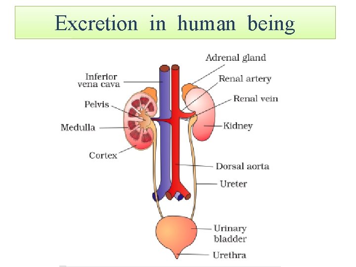 Excretion in human being 