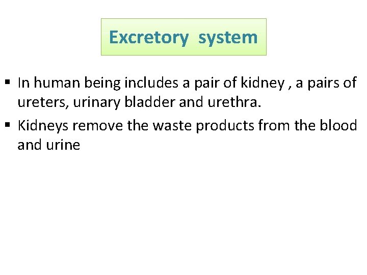 Excretory system § In human being includes a pair of kidney , a pairs