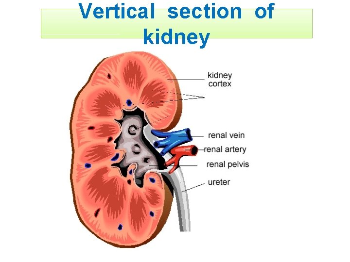 Vertical section of kidney 