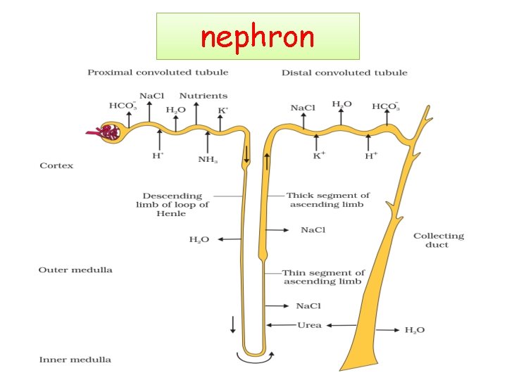 nephron 
