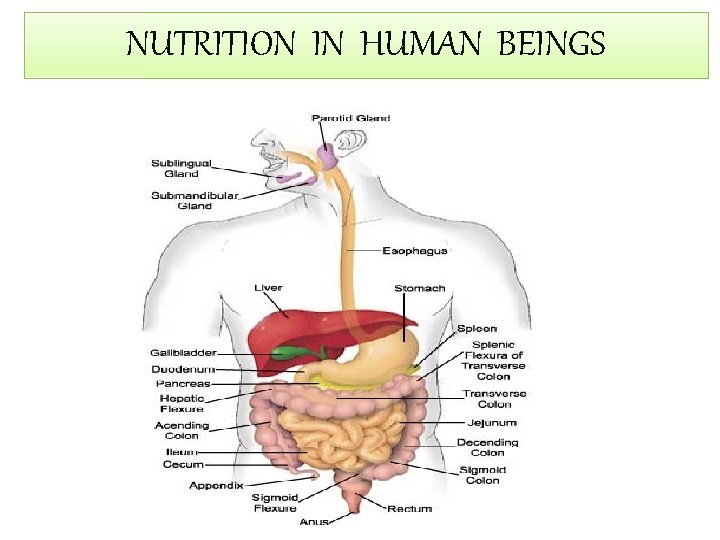 NUTRITION IN HUMAN BEINGS 