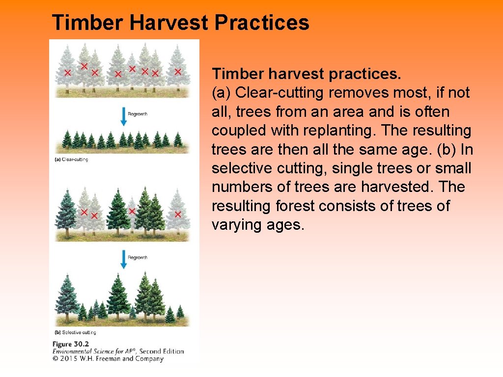 Timber Harvest Practices Timber harvest practices. (a) Clear-cutting removes most, if not all, trees Timber Harvest Practices Timber harvest practices. (a) Clear-cutting removes most, if not all, trees