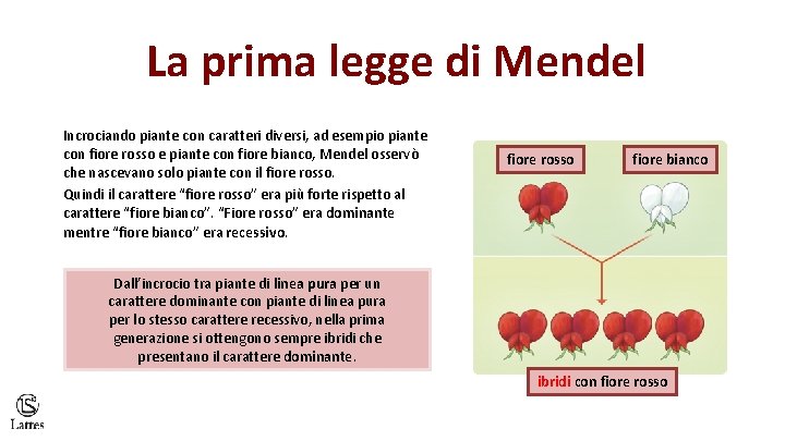 La prima legge di Mendel Incrociando piante con caratteri diversi, ad esempio piante con