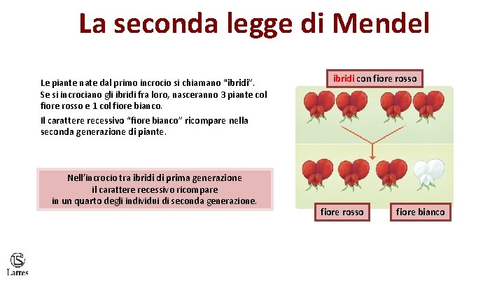 La seconda legge di Mendel Le piante nate dal primo incrocio si chiamano “ibridi”.