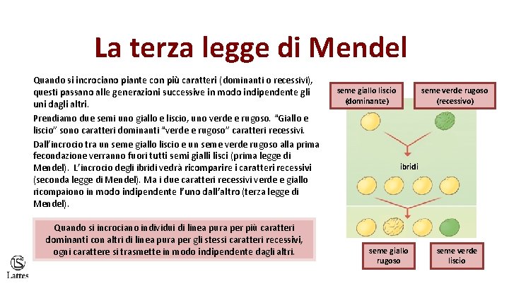 La terza legge di Mendel Quando si incrociano piante con più caratteri (dominanti o