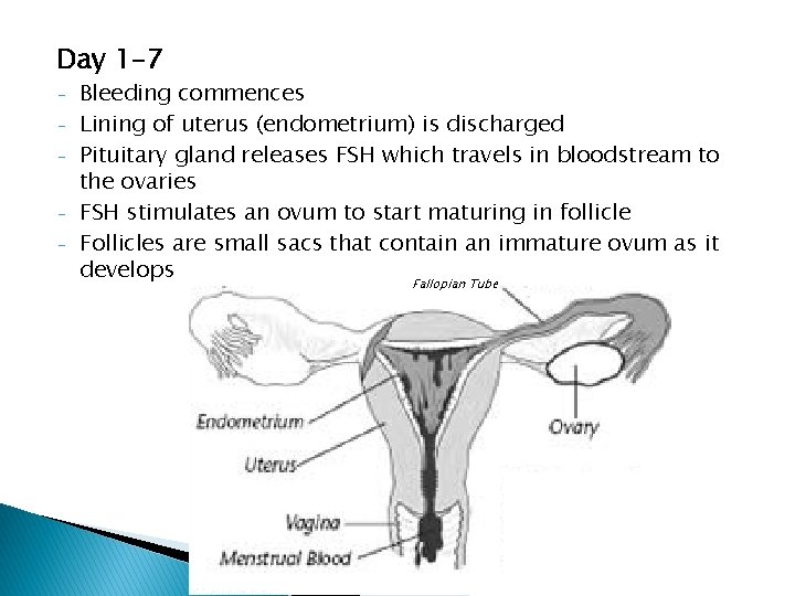 Day 1 -7 - Bleeding commences Lining of uterus (endometrium) is discharged Pituitary gland