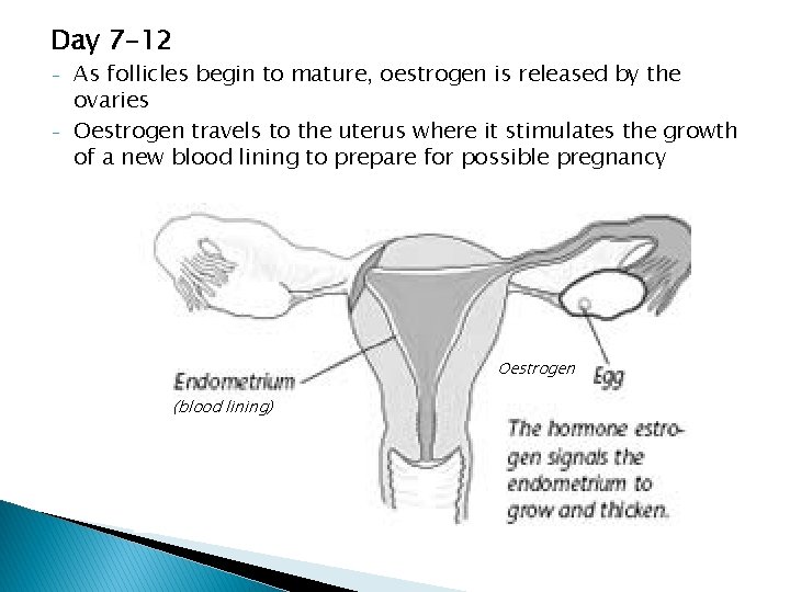 Day 7 -12 - As follicles begin to mature, oestrogen is released by the