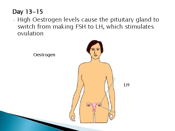 Day 13 -15 - High Oestrogen levels cause the pituitary gland to switch from