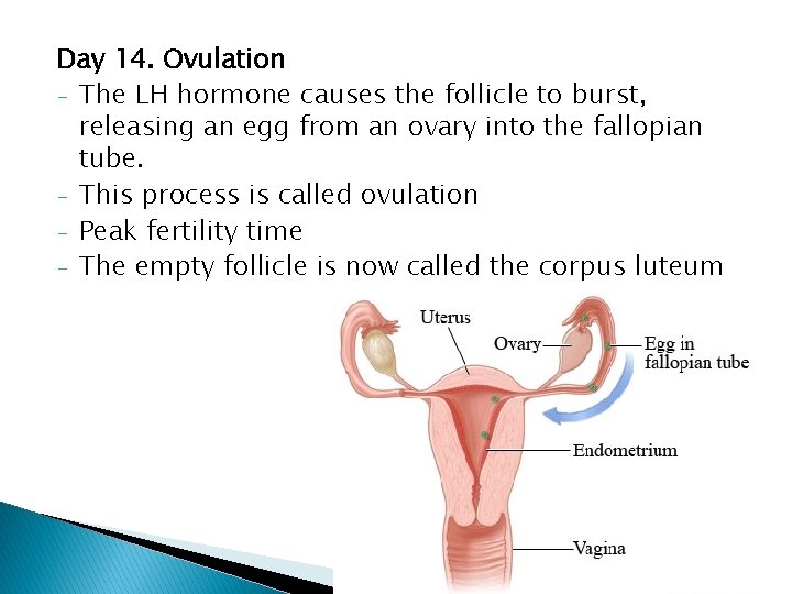 Day 14. Ovulation - The LH hormone causes the follicle to burst, releasing an