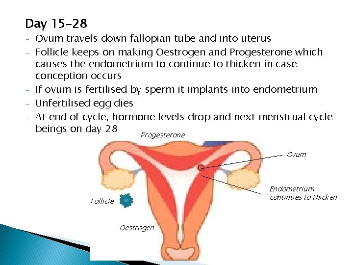 Day 15 -28 - - Ovum travels down fallopian tube and into uterus Follicle