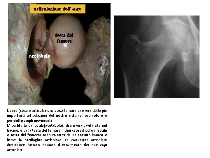 L’anca (coxa o articolazione coxo-femorale) è una delle più importanti articolazioni del nostro sistema