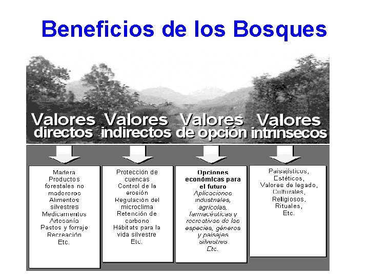 Beneficios de los Bosques 