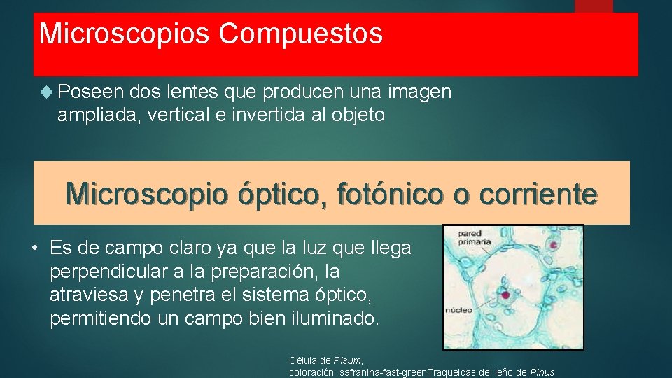 Microscopios Compuestos Poseen dos lentes que producen una imagen ampliada, vertical e invertida al Microscopios Compuestos Poseen dos lentes que producen una imagen ampliada, vertical e invertida al