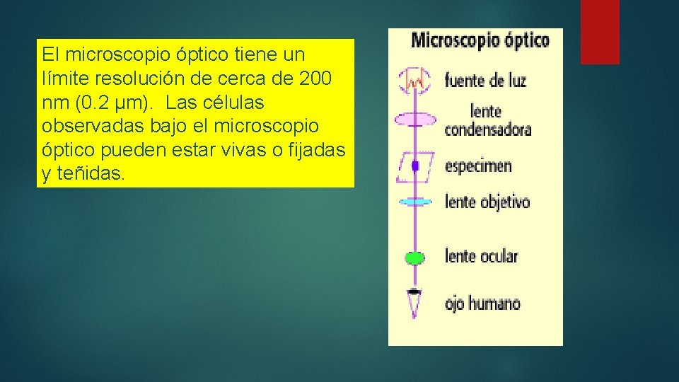 El microscopio óptico tiene un límite resolución de cerca de 200 nm (0. 2