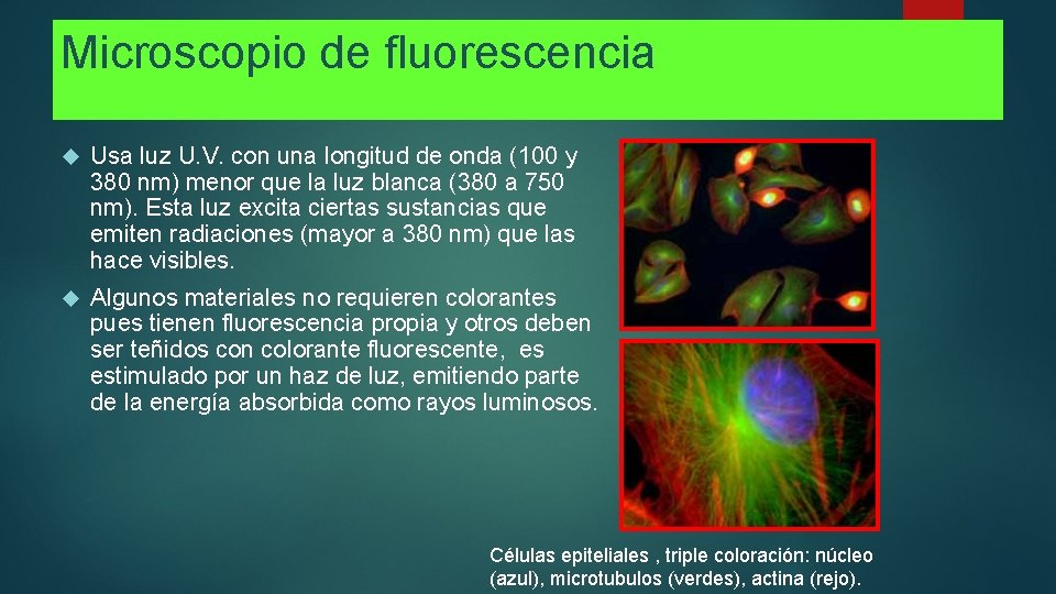 Microscopio de fluorescencia Usa luz U. V. con una longitud de onda (100 y