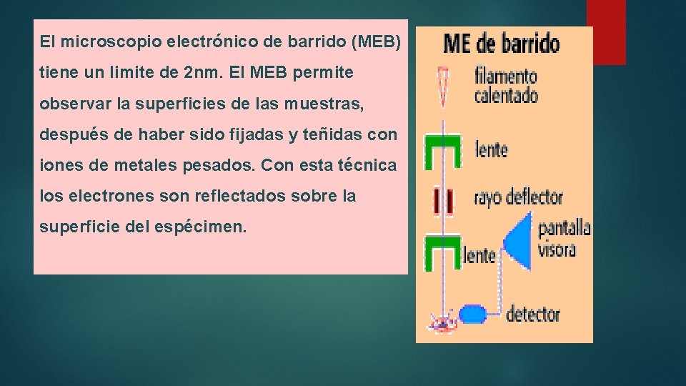 El microscopio electrónico de barrido (MEB) tiene un limite de 2 nm. El MEB El microscopio electrónico de barrido (MEB) tiene un limite de 2 nm. El MEB