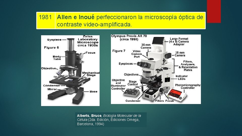 1981 Allen e Inoué perfeccionaron la microscopía óptica de contraste video-amplificada. Alberts, Bruce, Biología