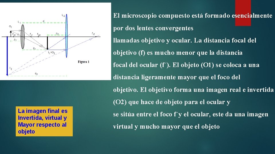El microscopio compuesto está formado esencialmente por dos lentes convergentes llamadas objetivo y ocular. El microscopio compuesto está formado esencialmente por dos lentes convergentes llamadas objetivo y ocular.