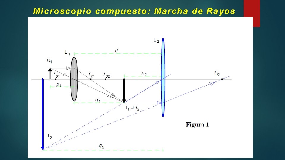 Microscopio compuesto: Marcha de Rayos Microscopio compuesto: Marcha de Rayos