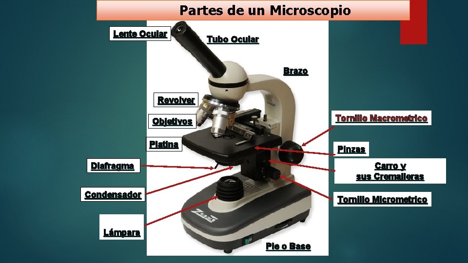 Partes de un Microscopio Lente Ocular Tubo Ocular Brazo Revolver Tornillo Macrometrico Objetivos Platina