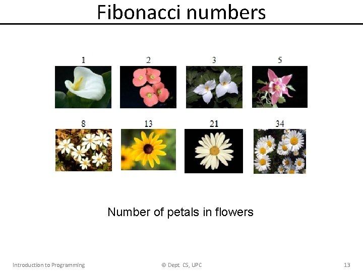 Fibonacci numbers Number of petals in flowers Introduction to Programming © Dept. CS, UPC Fibonacci numbers Number of petals in flowers Introduction to Programming © Dept. CS, UPC