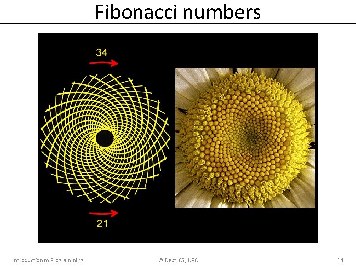 Fibonacci numbers Introduction to Programming © Dept. CS, UPC 14 Fibonacci numbers Introduction to Programming © Dept. CS, UPC 14