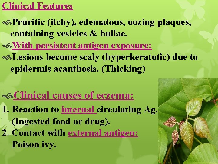 Clinical Features Pruritic (itchy), edematous, oozing plaques, containing vesicles & bullae. With persistent antigen