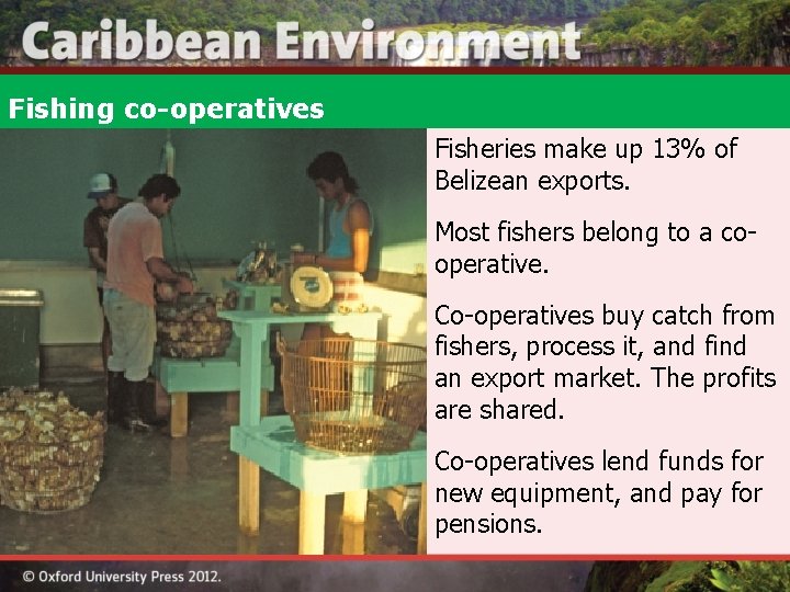 Fishing co-operatives Fisheries make up 13% of Belizean exports. Most fishers belong to a