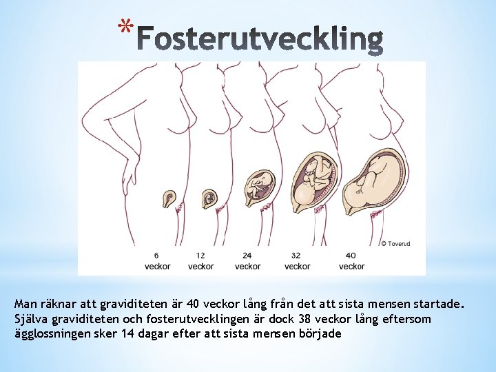 * Man räknar att graviditeten är 40 veckor lång från det att sista mensen