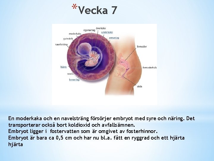 *Vecka 7 En moderkaka och en navelsträng försörjer embryot med syre och näring. Det