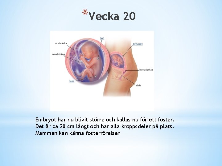 *Vecka 20 Embryot har nu blivit större och kallas nu för ett foster. Det