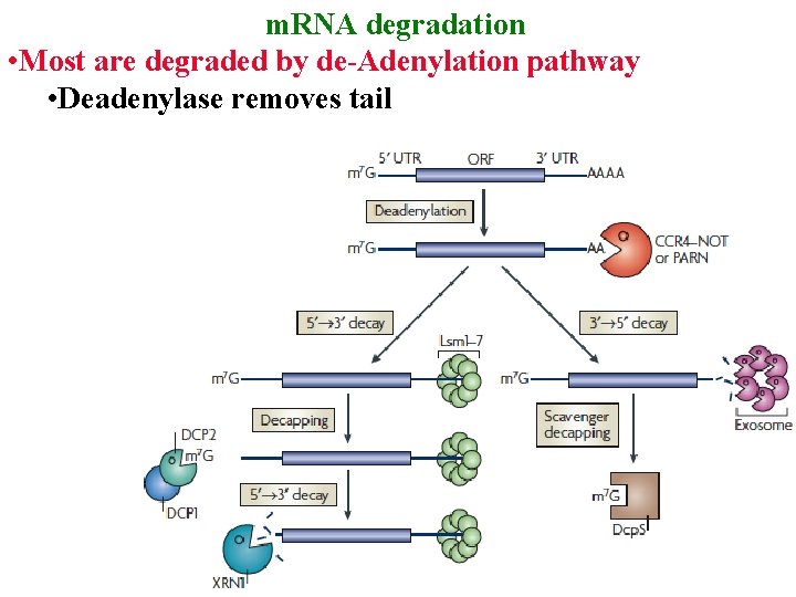 m. RNA degradation • Most are degraded by de-Adenylation pathway • Deadenylase removes tail