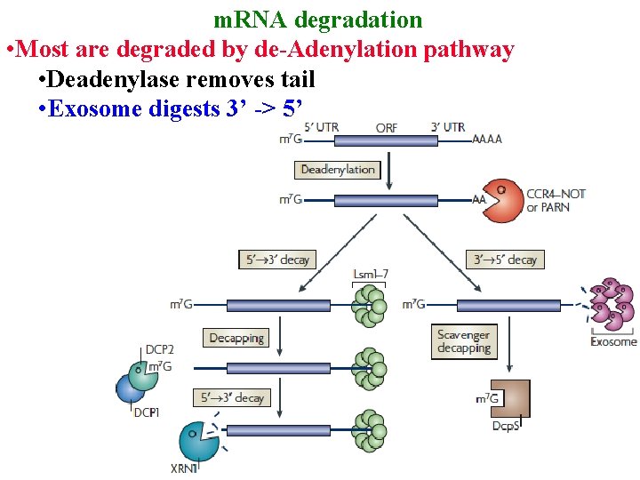 m. RNA degradation • Most are degraded by de-Adenylation pathway • Deadenylase removes tail
