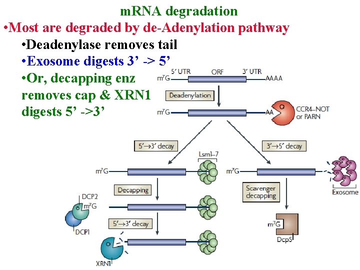 m. RNA degradation • Most are degraded by de-Adenylation pathway • Deadenylase removes tail