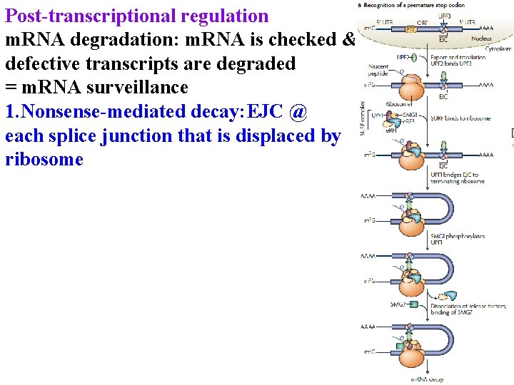 Post-transcriptional regulation m. RNA degradation: m. RNA is checked & defective transcripts are degraded